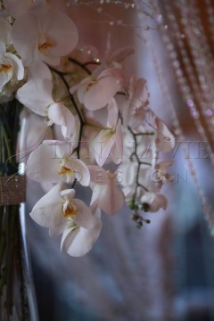 Delicate white orchids hanging gracefully against a soft background.