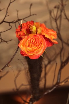 Bright orange roses blooming on a thorny branch.
