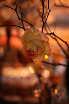 A delicate yellow rose with red edges glowing in warm light.