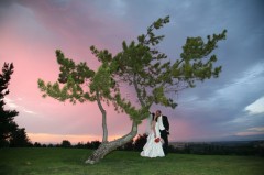 A couple embraces beneath a uniquely shaped tree at sunset.
