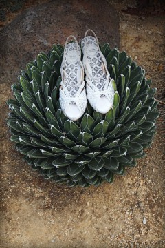 White shoes atop a large, circular succulent plant.