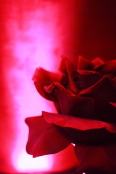 Close-up of a red rose with a dramatic pink and red background.
