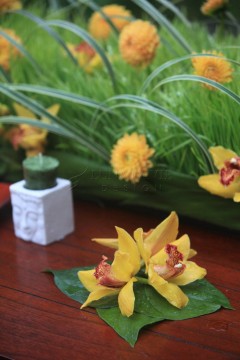 Yellow orchids arranged on green leaves with a floral background.