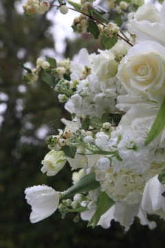 A close-up of elegant white flowers in bloom.
