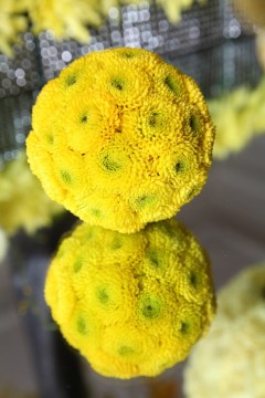 Close-up of a bright yellow button flower on a reflective surface.